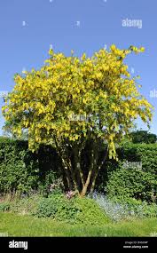Image result for Laburnum