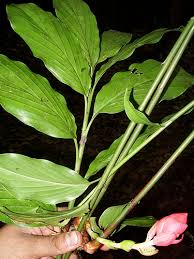 Image result for Renealmia