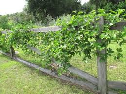 Only the enchanted flavor of passion trees dragon fruit can bring you to such a euphoric location. Passion Fruit Passiflora Edulis Habitat And Adaptation Passion Fruit Vine Plants Fruit Bearing Trees