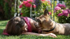 Maybe you would like to learn more about one of these? Dog Digging In The Garden How To Protect Your Lawn
