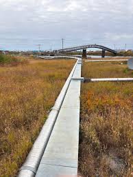 Image result for Selago dinteri