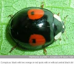 Black And Red Dot Ladybug Kidney Spot Ladybird Chilocorus Renipustulatus Ladybird Black Ladybug Ladybug