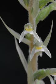 Image result for Brachycorythis ovata