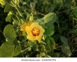 Image result for Abutilon indicum