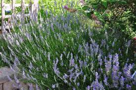 Their purple buds produce pale lavender blooms in 12 cm spikes. Lavender Bush Hgtv