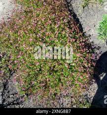 Image result for Pelargonium grossularioides