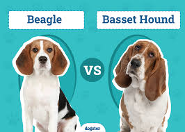 Image result for basset hound