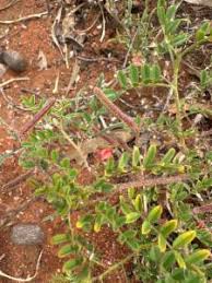 Image result for Indigofera colutea