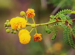 Image result for Acacia karroo