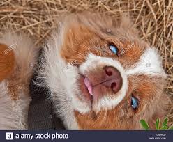 Blue eyes australian shepherd puppy. Australian Shepherd Puppy With Blue Eyes On Sunny Lawn Stock Photo Alamy