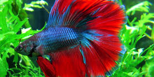Image result for Aquarium fish.