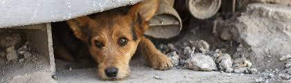 Second chance animal services would like to introduce you to some of our adoption center policies. Home For Good Dogs Second Chance Annual Giving Society Home For Good Dogs