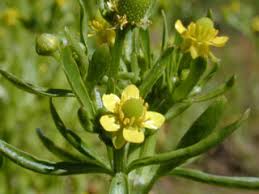 Image result for Ranunculus sceleratus