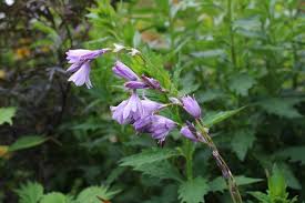 Image result for Dierama cupuliflorum