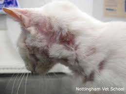 Feline symptoms include scratching, open and any cat can become allergic to the bites of fleas. Flea Allergy Dermatitis In Cats Cat World