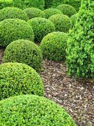 Green Velvet Boxwood Shrub Green Velvet Boxwood Boxwood Landscaping Box Wood Shrub