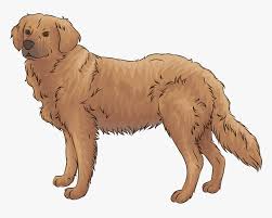 Golden Retriever Clipart Hd Png Download Transparent Png Image Pngitem Search more high quality free transparent png images on pngkey.com and share it with your. golden retriever clipart hd png