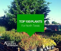 North texas palms & pottery. Top 100 Plants For North Texas