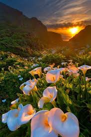 Calla Lilly Valley Yosemite National Park Beautiful Landscapes Natural Scenery Beautiful Nature