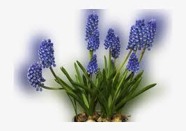 Although hyacinth plants are small, they pack a big punch of both color and fragrance in their clusters of blooms. Color Palette Ideas From Plant Flower Hyacinth Image Grape Hyacinth 700x500 Png Download Pngkit