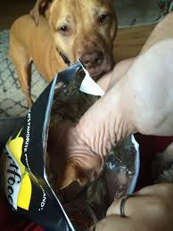 The kernels can get stuck in their teeth and lead to gum disease or dental decay. I Ve Never Known A Cat Who Like Popcorn As Much As Steven Cats