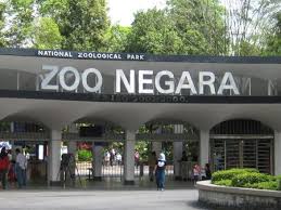 Zoo negara malaysia (national zoo) is malaysia's largest local zoo. 18 Zoo Ideas Zoo Kuala Lumpur Animals