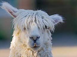 Cuadro En Lienzo Con Bastidor Llama Blanca