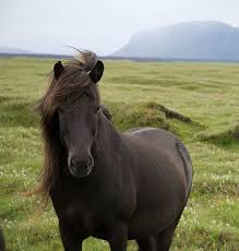 Can a horse outrun a wolf? Murder Is Everywhere The Icelandic Horse