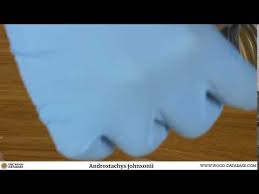 Image result for Androstachys johnsonii