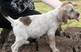Maybe you would like to learn more about one of these? Ukc English Coonhound Pets And Animals For Sale Usa