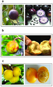 Image result for Chrysophyllum