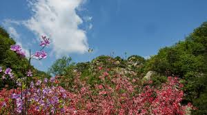 The site owner hides the web page description. èµé«˜å±±æœé¹ƒèµ¢æƒŠå–œå¤§å¥–é²å±±è¯—æ™¯é¾™æ½­å³¡é‚€æ‚¨ä¸€èµ·æ¥çœ‹èŠ±èŠ±ä¸–ç•Œ å‡¤å‡°ç½'