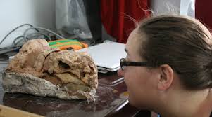 Know Your Ankylosaurs: China Edition