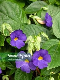 Image result for Thunbergia battiscombei