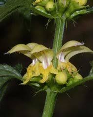 Image result for Equilabium stenosiphon