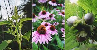 Flowers are a lot easier to see than wild greens so foraging them can be a simpler task. 50 Edible Wild Plants You Can Forage For A Free Meal
