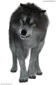 Dire wolf facts at a glance. Dire Wolf Facts Pictures Information A Fearsome Prehistoric Carnivore