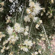Image result for Melaleuca