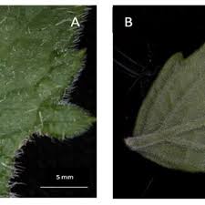 Image result for Cyphostemma saxicola