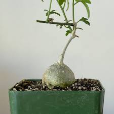 Image result for Kedrostis capensis