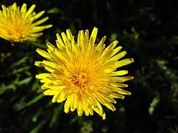 Image result for Taraxacum