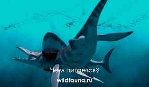 Мегаладон был гигантской акулой древних времен. Akula Megalodon Foto Opisanie Areal Pitanie Vragi