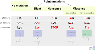 Such changes are usually random, caused by copying errors or some external cause such as radiation or chemical action. Point Mutation Wikipedia