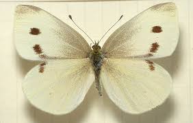 Here are 6 butterfly garden plants. Pieris Rapae Wikipedia