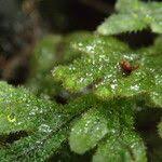 Image result for Hymenophyllum splendidum