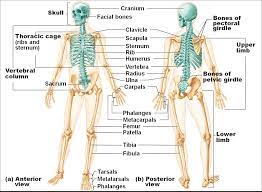 Long, short, flat, irregular, and sesamoid. What Are The Functions Of The Skeletal System First Aid For Free