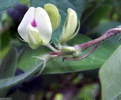 Image result for Macrotyloma uniflorum