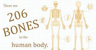 It bears our body's weight and the force of the strong muscles of the hip and leg. All About Bones 5 Of The Most Commonly Broken Bones In The Human Body Legacy Er