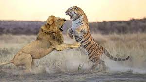 Hubo diferentes versiones de la danza en la dinastía tang. Leon Vs Tigre Leon Luchando Contra Tigre Tigre Vs Leon Youtube