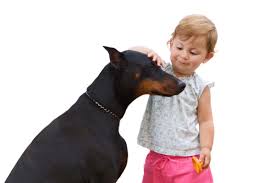 Shop thousands of pictures dog you'll love at wayfair. What Are Doberman Pinschers Like With Kids